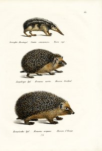 Tailless Tenrec